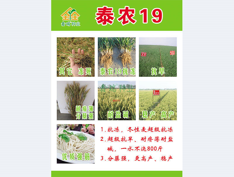 泰农19