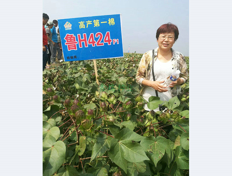 鲁H424