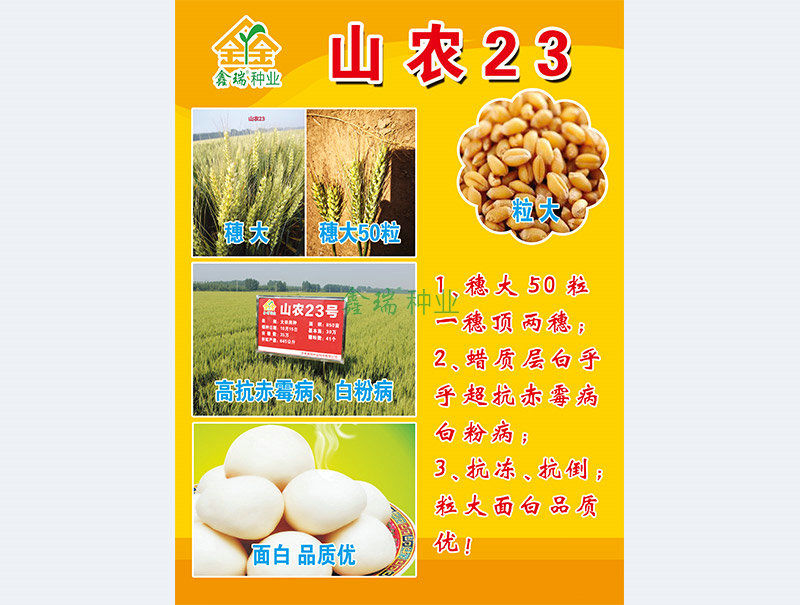 山农23