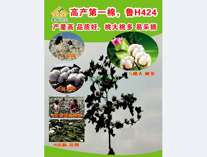 鲁H424反面