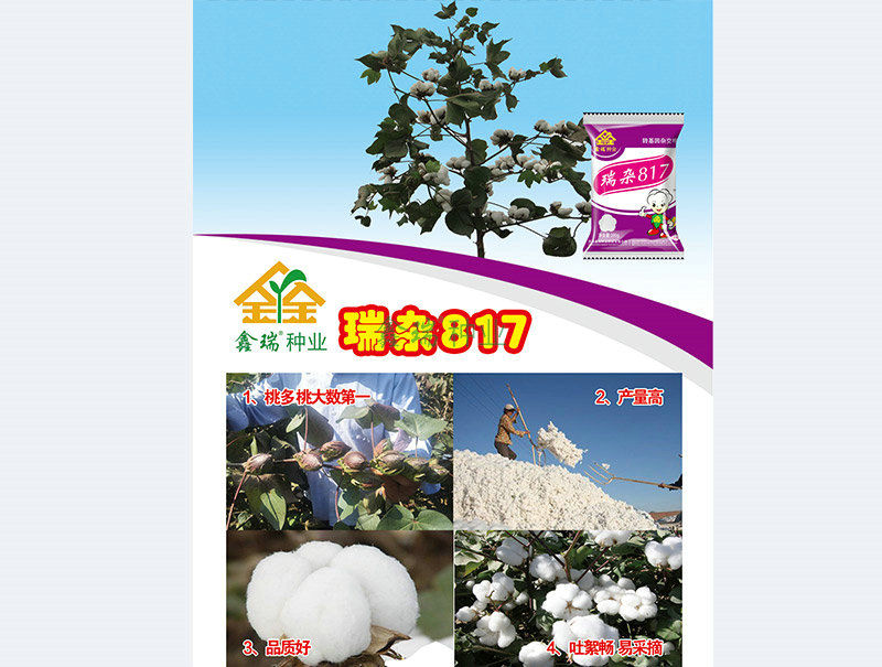 瑞杂817