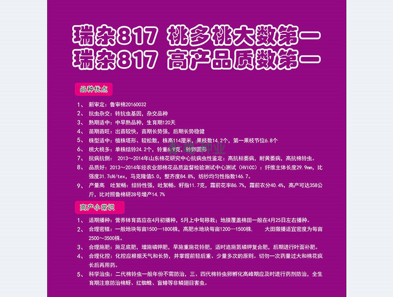 瑞杂817-背面