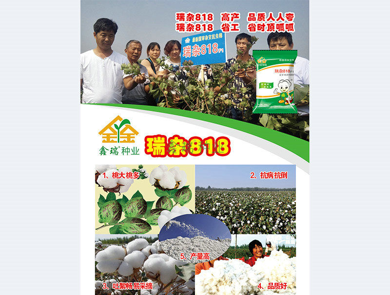 瑞杂818
