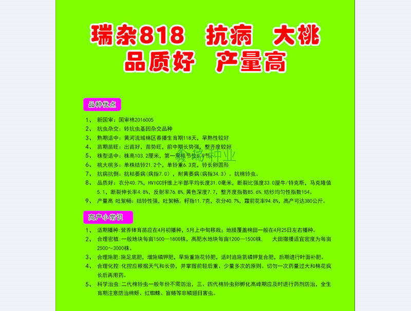 瑞杂818-背面