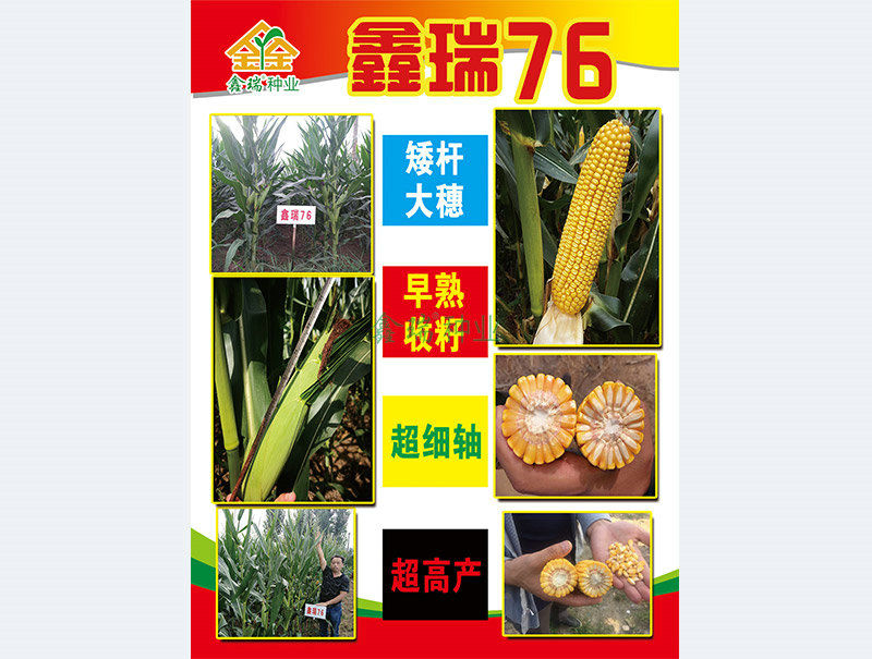 鑫瑞76号