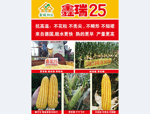 鑫瑞25