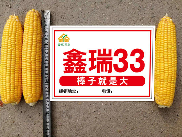 鑫瑞33