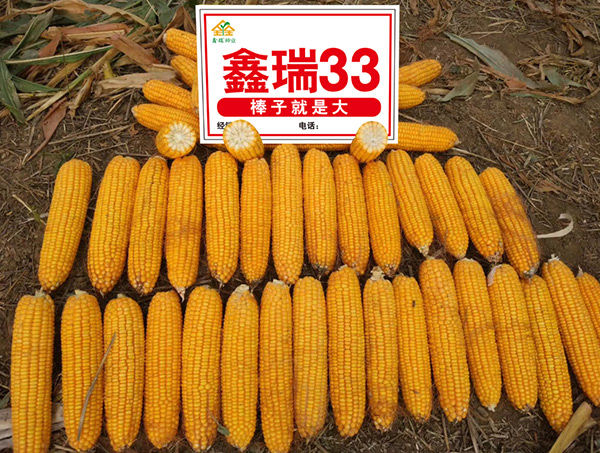 鑫瑞33